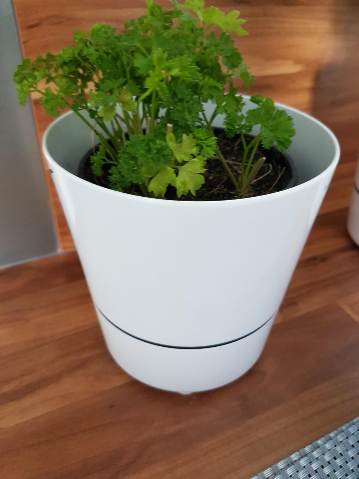 Parfait pour les herbes du jardin