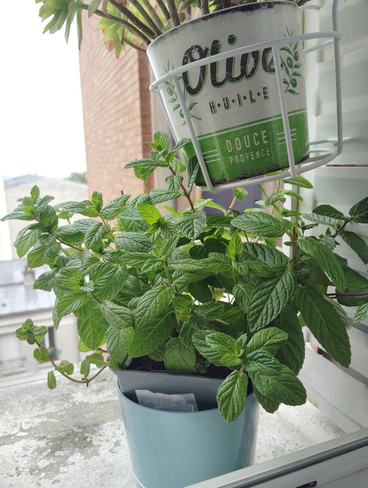 Incroyable, mes herbes restent fraîches !